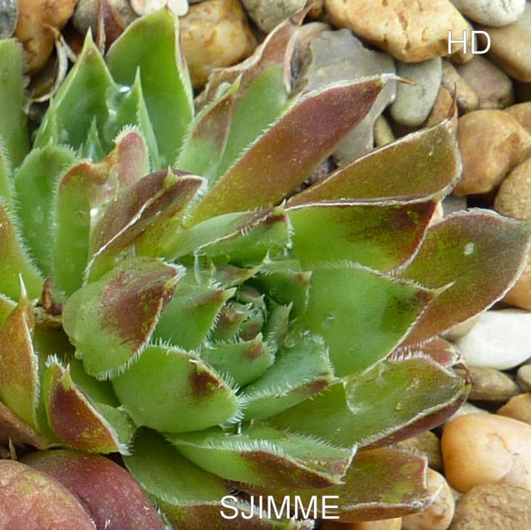 Sjimme / Jovi