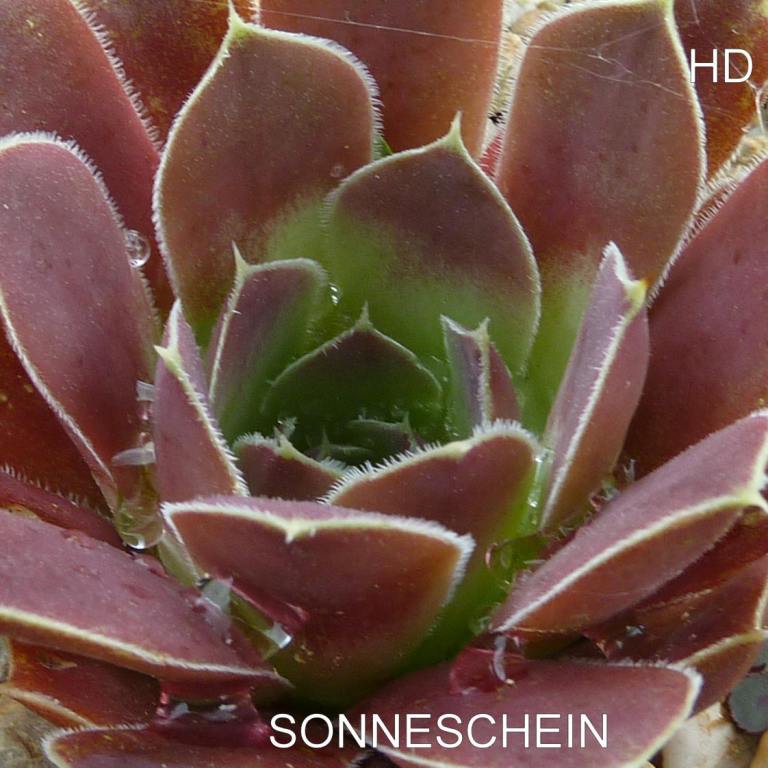 Sonneschein / Jovi