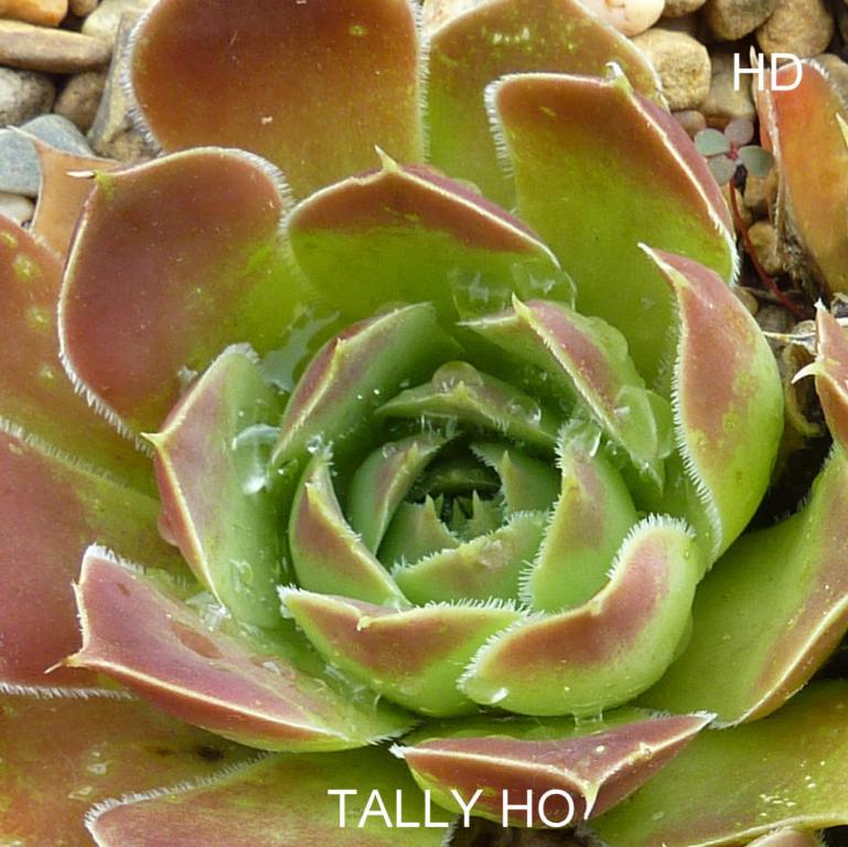 Tally Ho / Jovi