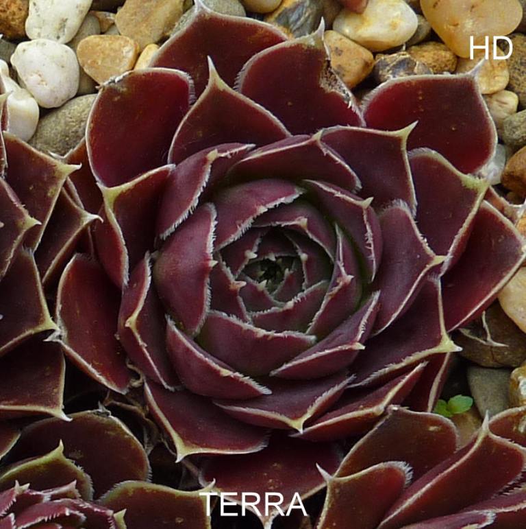 Terra / Jovi