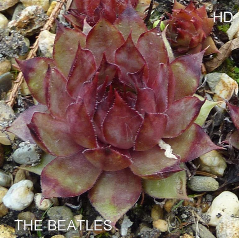 The Beatles