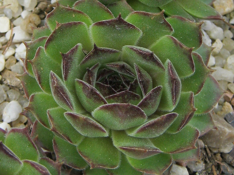Salina