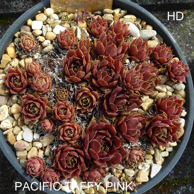 Pacific Taffy Pink