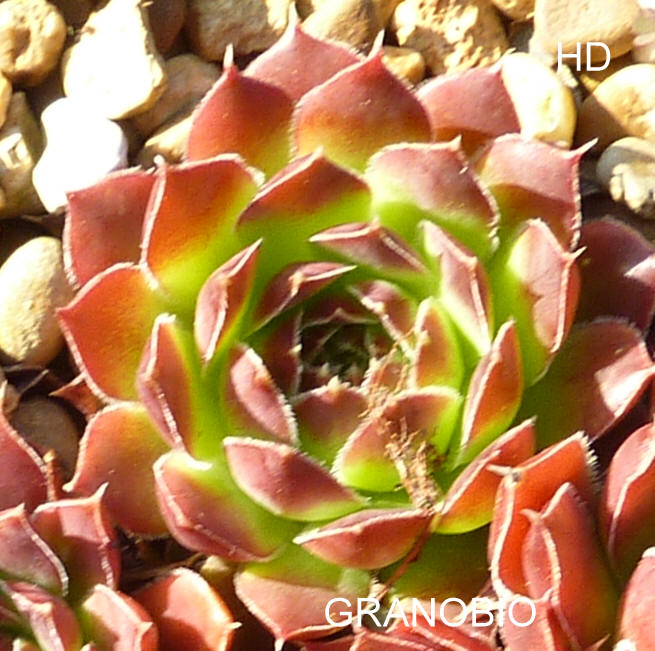 Granobio / Jovi
