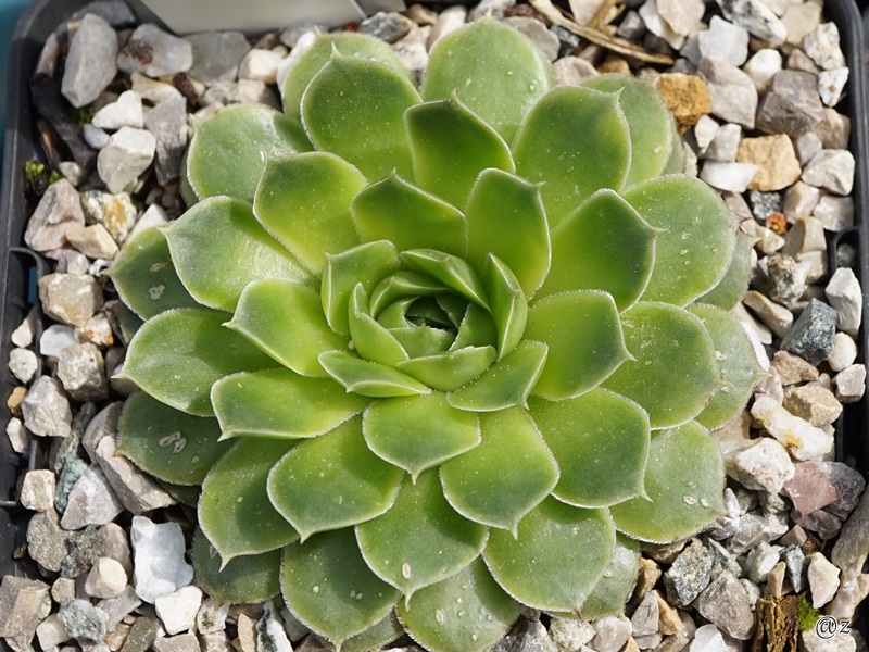 Green Luca / Jovi