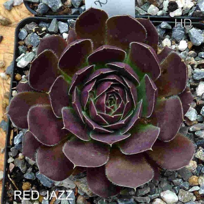 Red Jazz / Jovi
