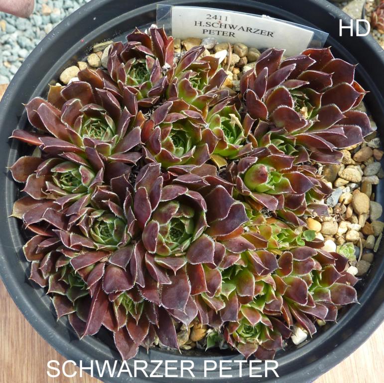 Schwarzer Peter / Jovi