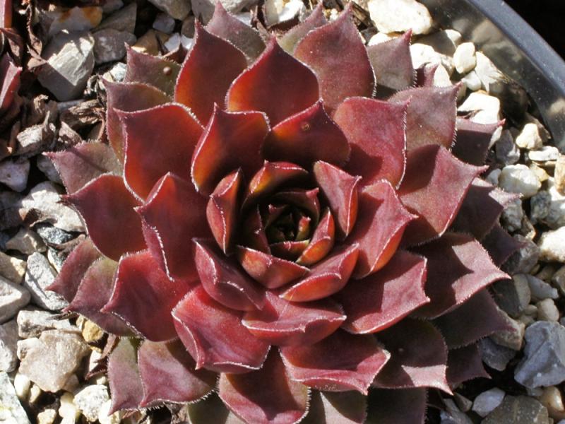 Slabber's Seedling
