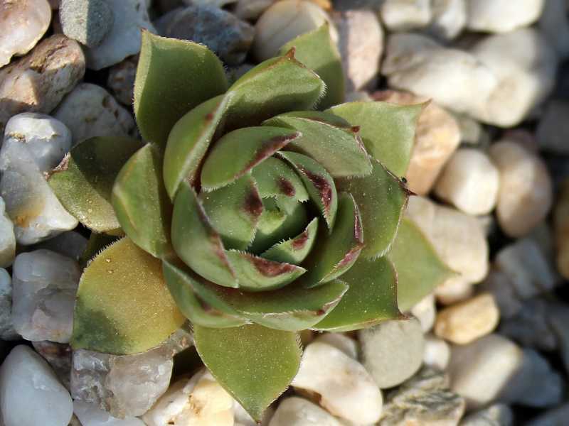 Slabber's Seedling
