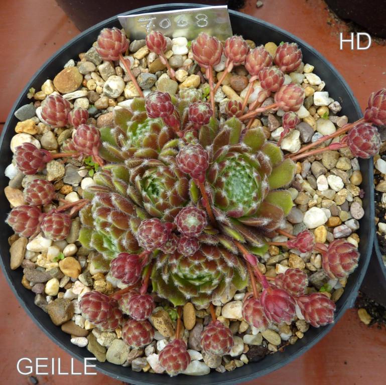 Geille