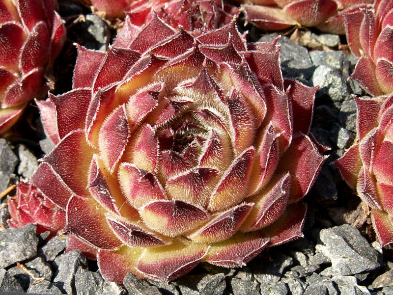 Titania