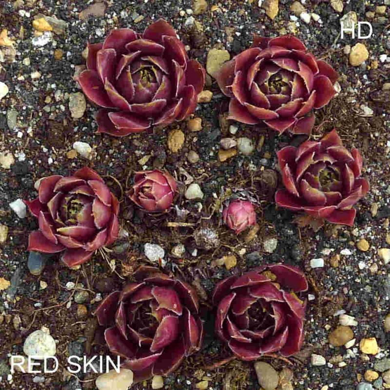 Red Skin