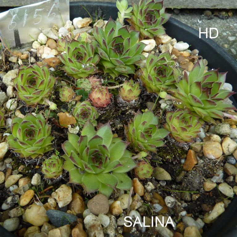 Salina