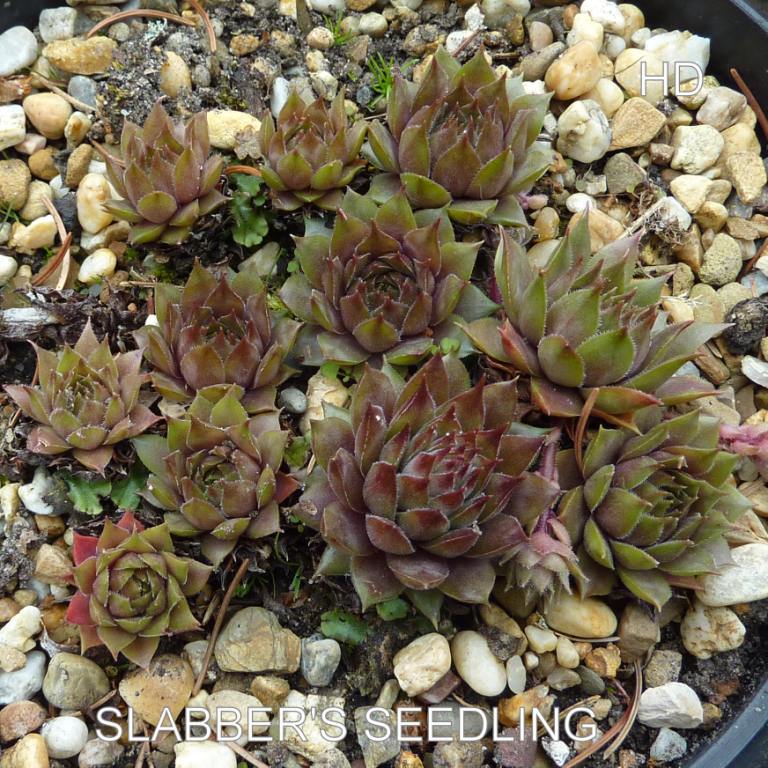 Slabber's Seedling