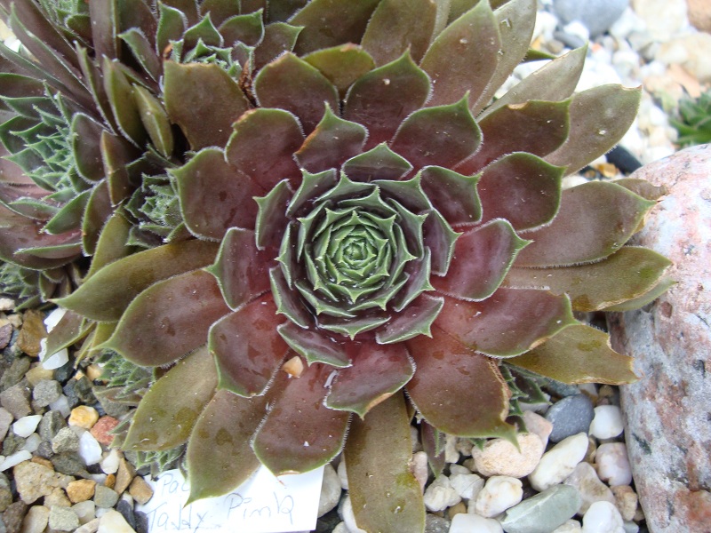 Pacific Taffy Pink
