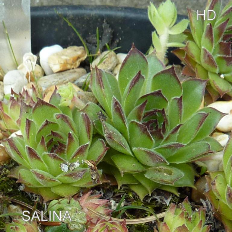 Salina