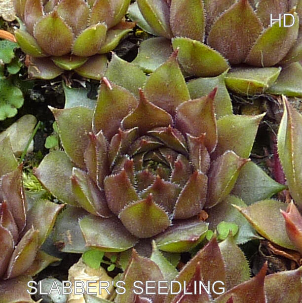 Slabber's Seedling