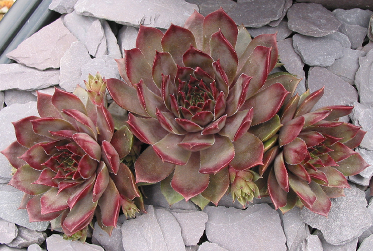 Slabber's Seedling