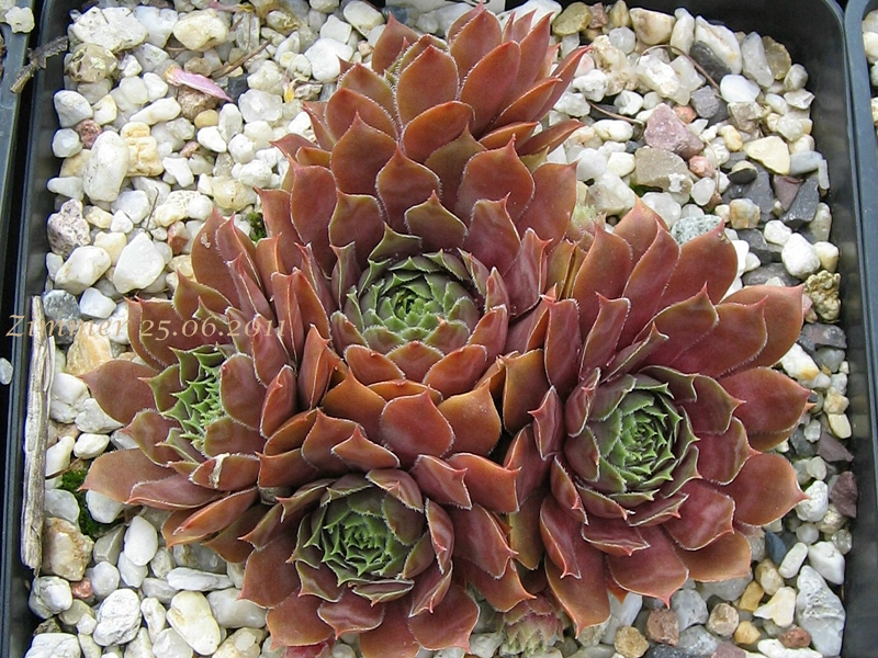 Pacific Taffy Pink