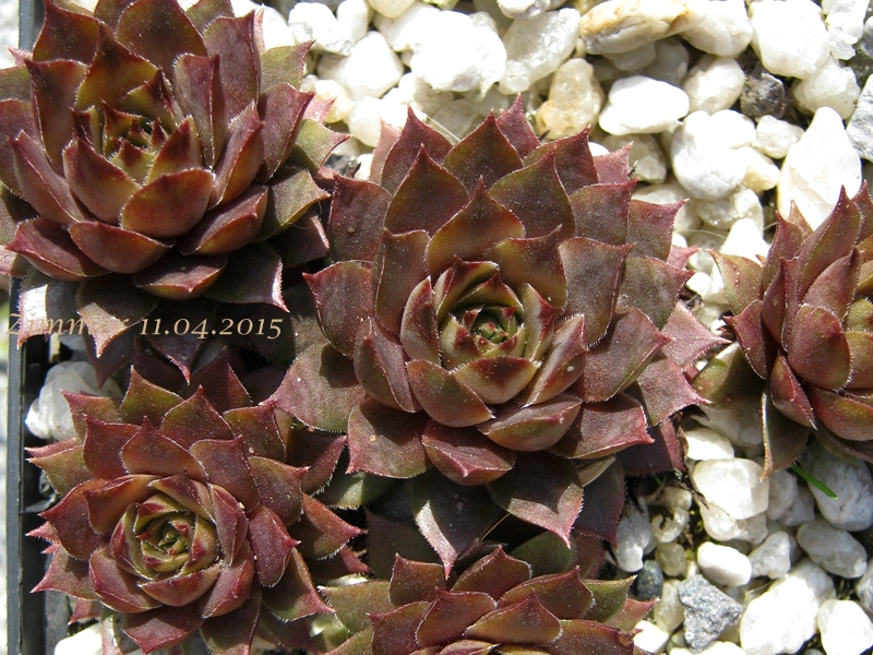 Slabber's Seedling