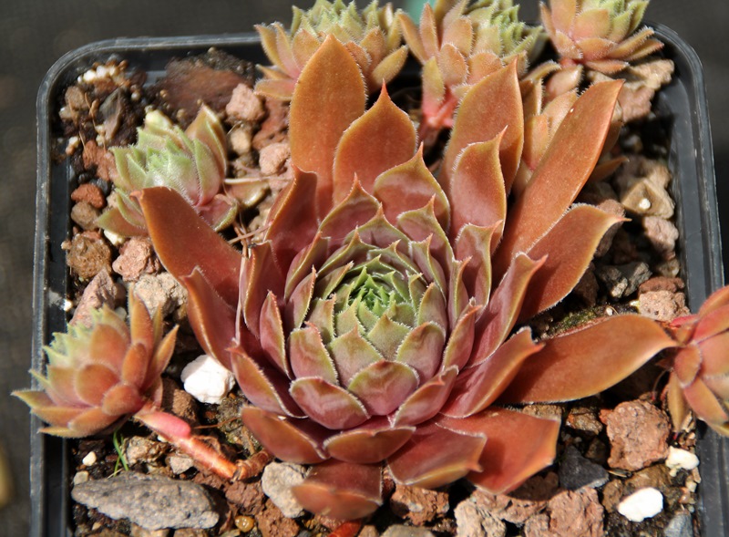 Pacific Taffy Pink