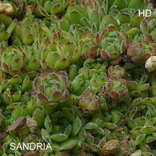 Sandria