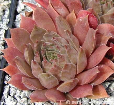 Slabber's Seedling