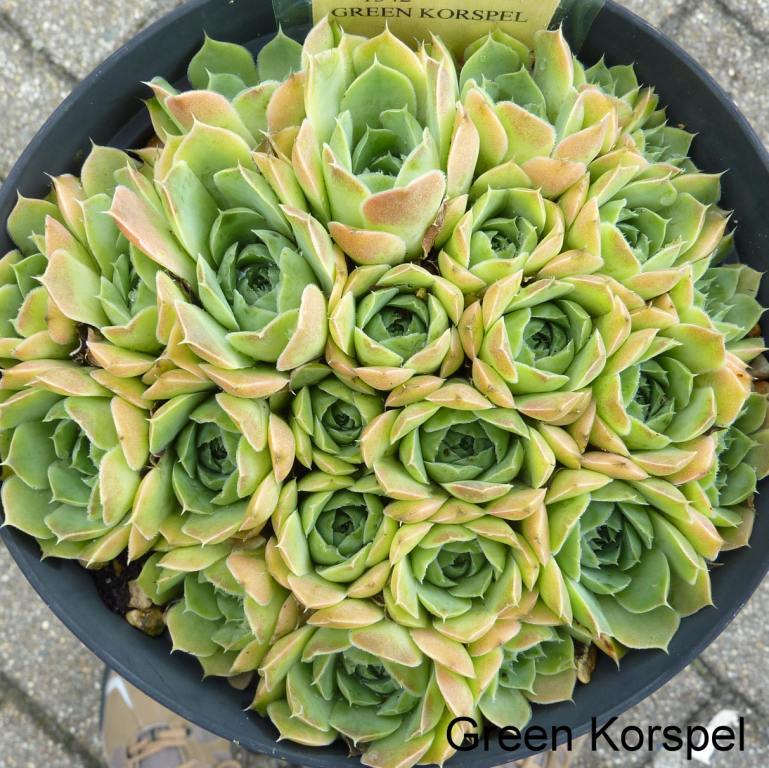 Green Korspel / Jovi
