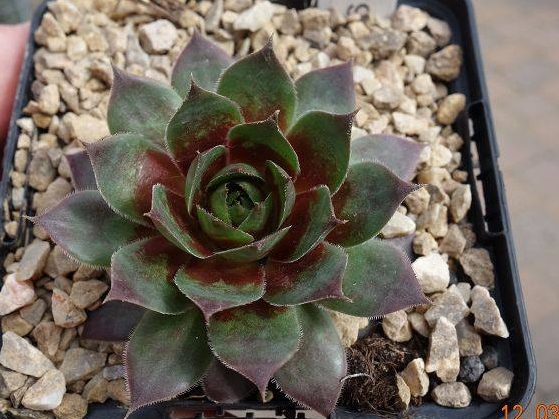 Pallida