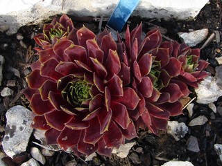Granat