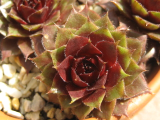 Granat