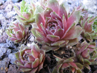 Granat