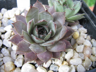 Grey Lady