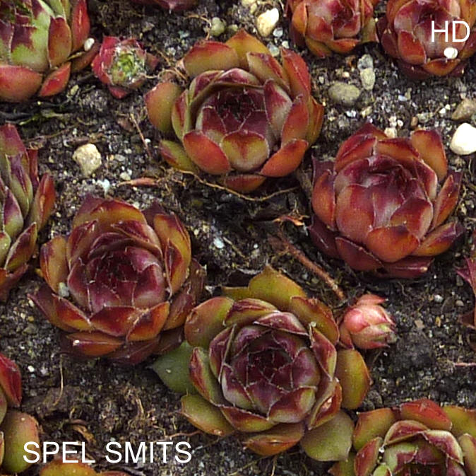Spel Smits