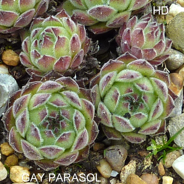 Gay Parasol
