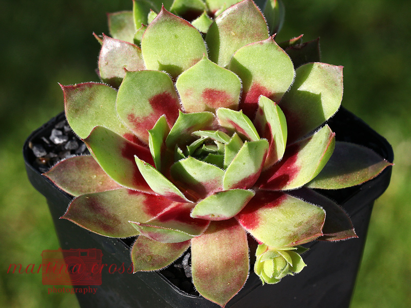 Pallida