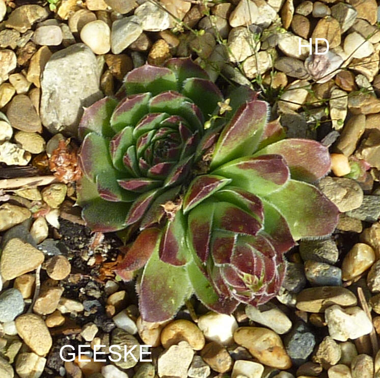 Geeske / Jovi