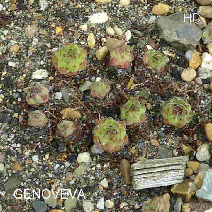 Genoveva