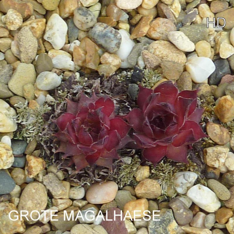 Grote Magalhaese