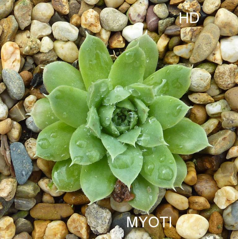 Myoti / Jovi