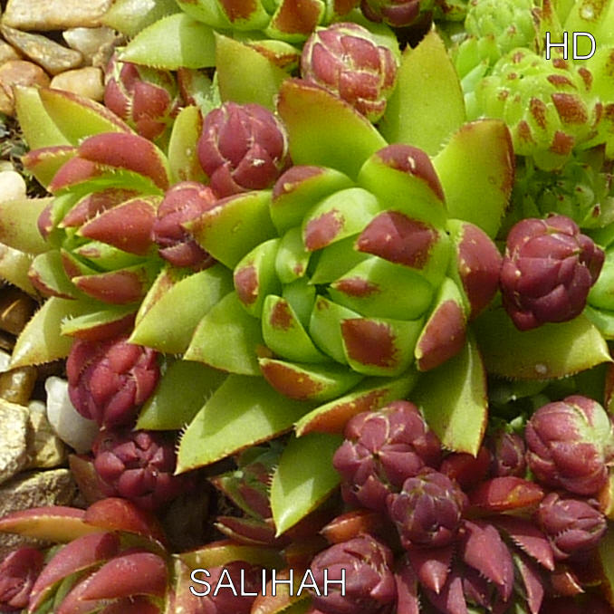 Salihah / Jovi