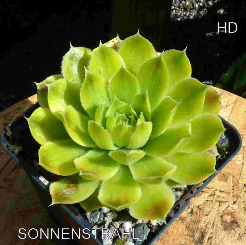 Sonnenstrahl / Jovi