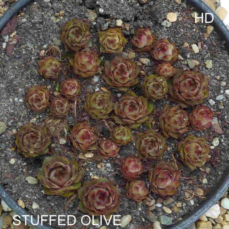 Stuffed Olive