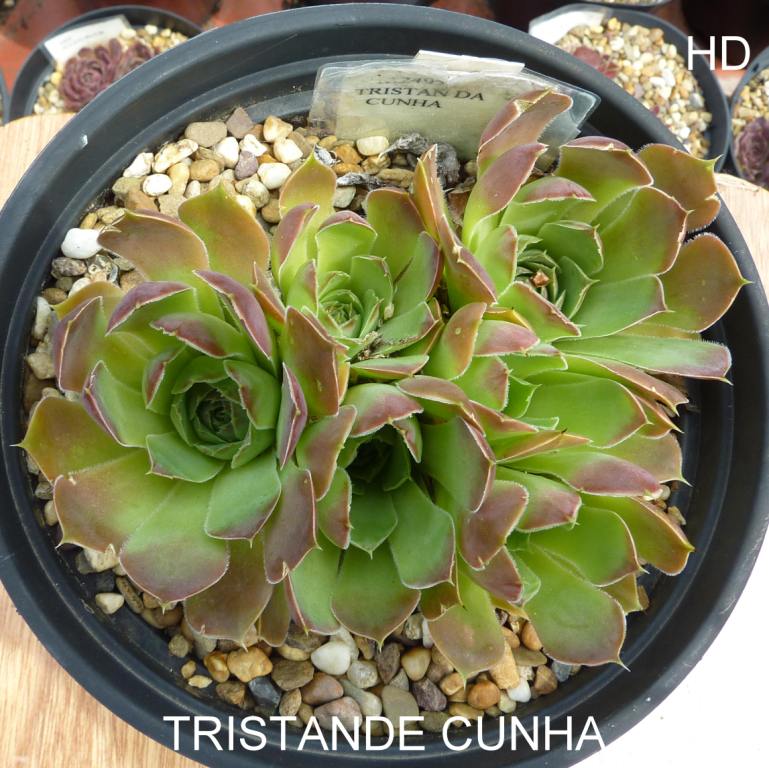 Tristande Cunha / Jovi