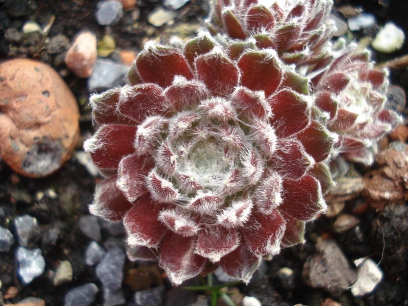 Spun Silk