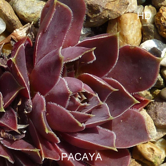 Pacaya / Jovi