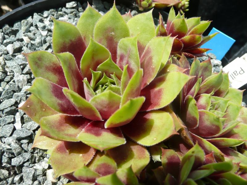 Pallida