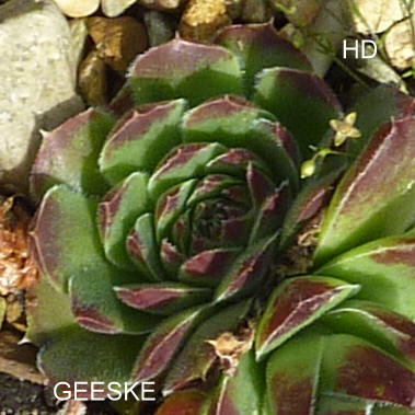 Geeske / Jovi