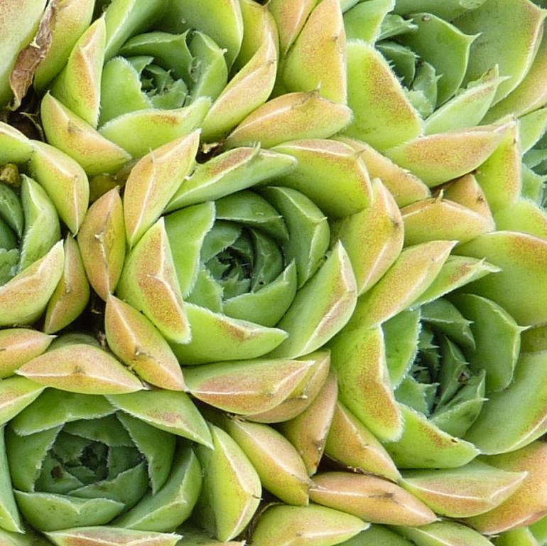 Green Korspel / Jovi