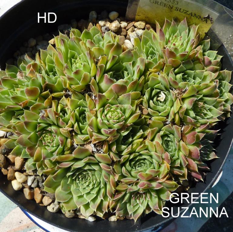 Green Suzanna / Jovi